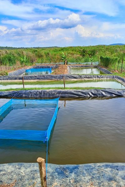 Fish farming ponds in kilifi